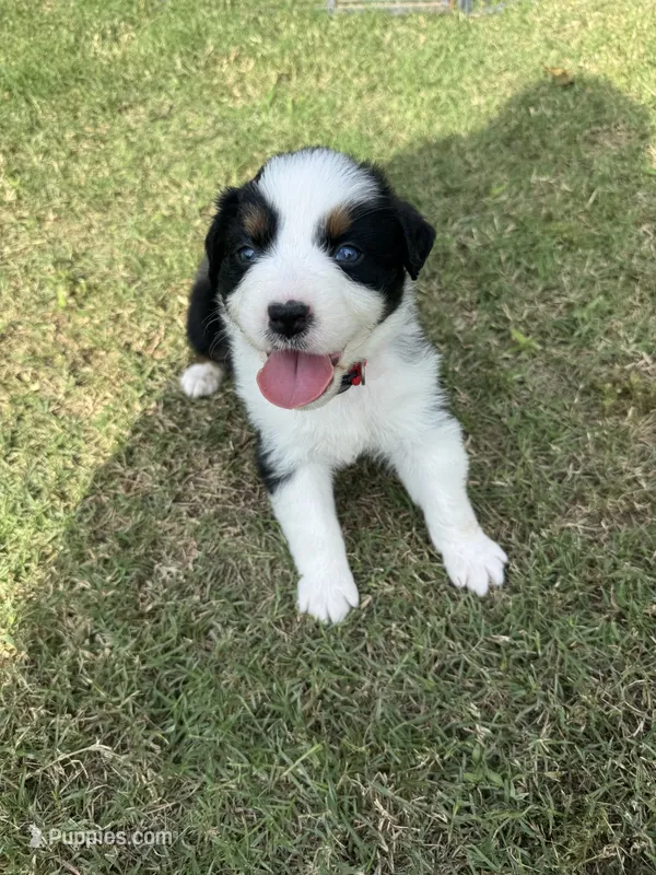 Cash – Australian Shepherd puppy for sale in Dayton, TX