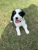 Cash, a male Australian Shepherd for sale in Dayton, TX – 1 of 6