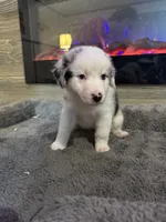 Lulu, a female Australian Shepherd for sale in Dayton, TX – 1 of 6