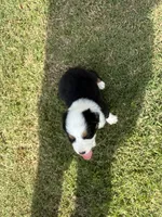 Hank, a male Australian Shepherd for sale in Dayton, TX – 4 of 4