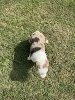 Beauty, a female Australian Shepherd for sale in Dayton, TX – 2 of 4