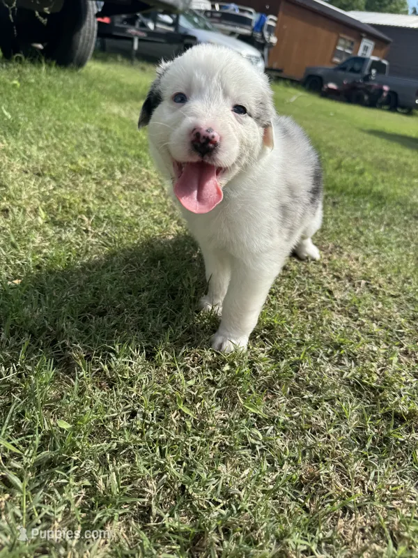 Lulu – Australian Shepherd puppy for sale in Dayton, TX