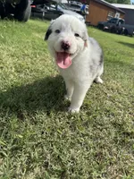 Lulu, a female Australian Shepherd for sale in Dayton, TX – 1 of 5