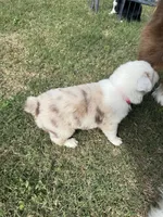 Ella, a female Australian Shepherd for sale in Dayton, TX – 5 of 5