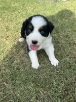 Cash, a male Australian Shepherd for sale in Dayton, TX – 2 of 6