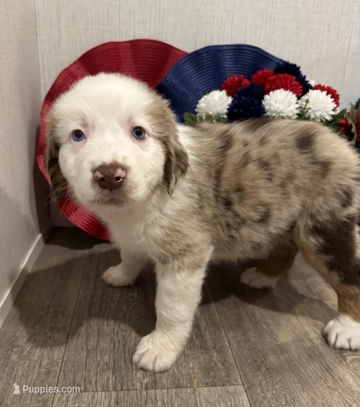 Beauty, ASDR – Australian Shepherd puppy for sale in Dayton, TX