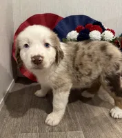 Beauty, ASDR, a female Australian Shepherd for sale in Dayton, TX – 1 of 8