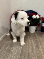 Kenny, ASDR, a male Australian Shepherd for sale in Dayton, TX – 2 of 8