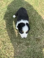 Riley, a male Australian Shepherd for sale in Dayton, TX – 5 of 5