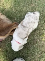 Ella, a female Australian Shepherd for sale in Dayton, TX – 2 of 5