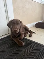 Vizsla/GSP, a female German Shorthaired Pointer and Vizsla for sale in Merritt Island, FL – 5 of 5