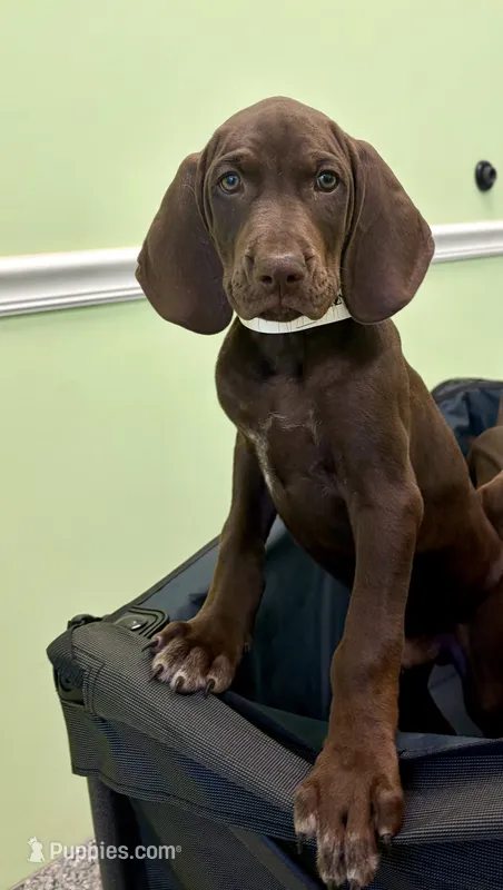 Vizsla/GSp – German Shorthaired Pointer, Vizsla puppy for sale in Merritt Island, FL