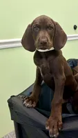 Vizsla/GSp, a male German Shorthaired Pointer and Vizsla for sale in Merritt Island, FL – 1 of 6