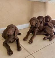 Vizsla/GSp, a male German Shorthaired Pointer and Vizsla for sale in Merritt Island, FL – 4 of 6