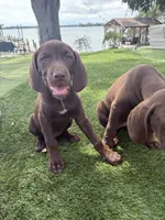 Vizsla/GSP, a female German Shorthaired Pointer and Vizsla for sale in Merritt Island, FL – 2 of 5