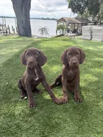 Vizsla/GSp, a male German Shorthaired Pointer and Vizsla for sale in Merritt Island, FL – 5 of 6