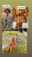 Vizsla/GSp, a male German Shorthaired Pointer and Vizsla for sale in Merritt Island, FL – 3 of 6
