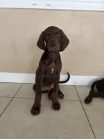 Vizsla/GSp, a male German Shorthaired Pointer and Vizsla for sale in Merritt Island, FL – 2 of 6