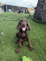 Vizsla/GSp, a male German Shorthaired Pointer and Vizsla for sale in Merritt Island, FL – 6 of 6