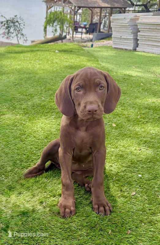 Vizsla/GSP – German Shorthaired Pointer, Vizsla puppy for sale in Merritt Island, FL