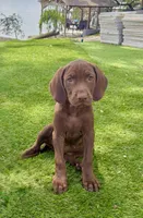 Vizsla/GSP, a female German Shorthaired Pointer and Vizsla for sale in Merritt Island, FL – 1 of 5