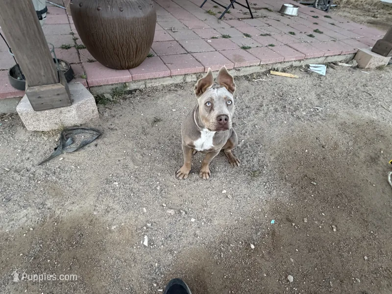 Pebbles – American Bully puppy for sale in Canoga Park, CA