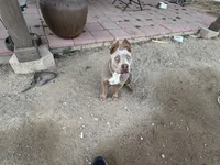 Pebbles, a female American Bully for sale in Canoga Park, CA – 2 of 3