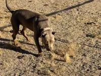 Pebbles, a female American Bully for sale in Canoga Park, CA – 3 of 3