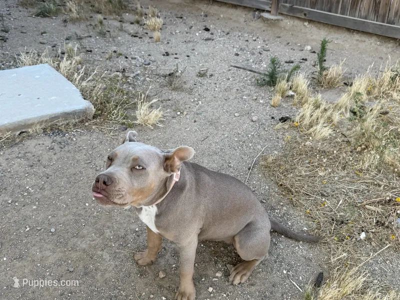 Pebbles – American Bully puppy for sale in Canoga Park, CA