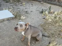 Pebbles, a female American Bully for sale in Canoga Park, CA – 1 of 3