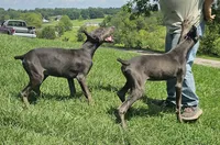 Katana AKC Doberman Female Solid Blue, a female Doberman Pinscher for sale in Mount Sterling, KY – 2 of 3