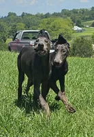 Katana AKC Doberman Female Solid Blue, a female Doberman Pinscher for sale in Mount Sterling, KY – 3 of 3