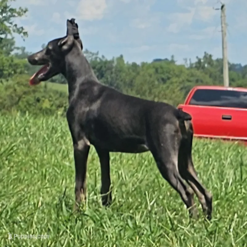 Rogue AKC Doberman Female Solid Blue – Doberman Pinscher puppy for sale in Mount Sterling, KY