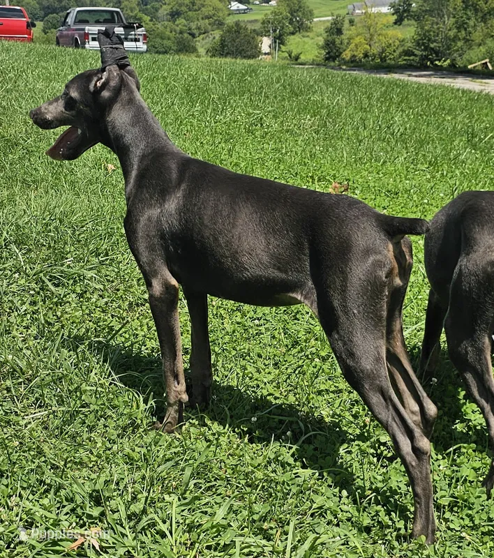 Katana AKC Doberman Female Solid Blue – Doberman Pinscher puppy for sale in Mount Sterling, KY