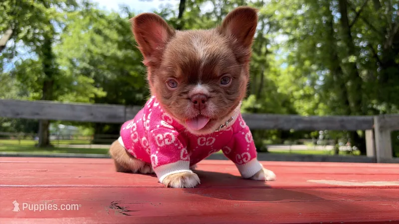 GG  – French Bulldog puppy for sale in Kokomo, IN
