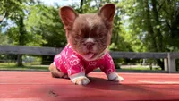 GG , a female French Bulldog for sale in Kokomo, IN – 1 of 3