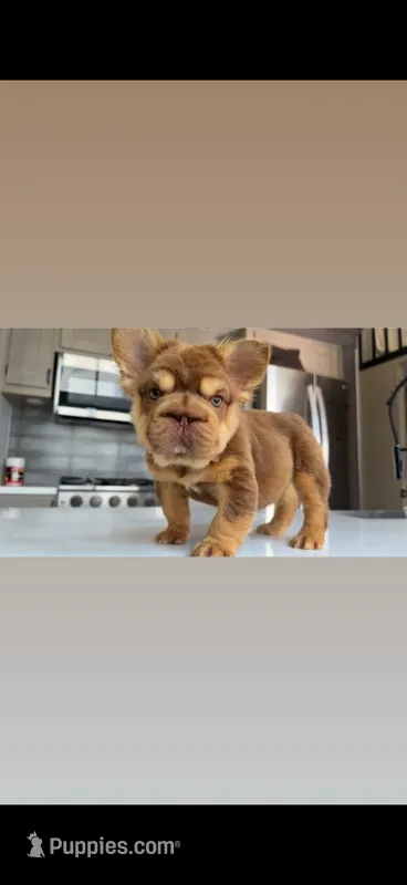 Rojo boy  – French Bulldog puppy for sale in Kokomo, IN