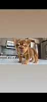 Rojo boy , a male French Bulldog for sale in Kokomo, IN – 1 of 4