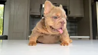 Newshade boy , a male French Bulldog for sale in Kokomo, IN – 2 of 3