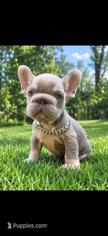 Socks – French Bulldog puppy for sale in Kokomo, IN