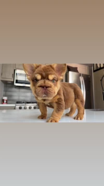 Rojo boy , a male French Bulldog for sale in Kokomo, IN – 4 of 4