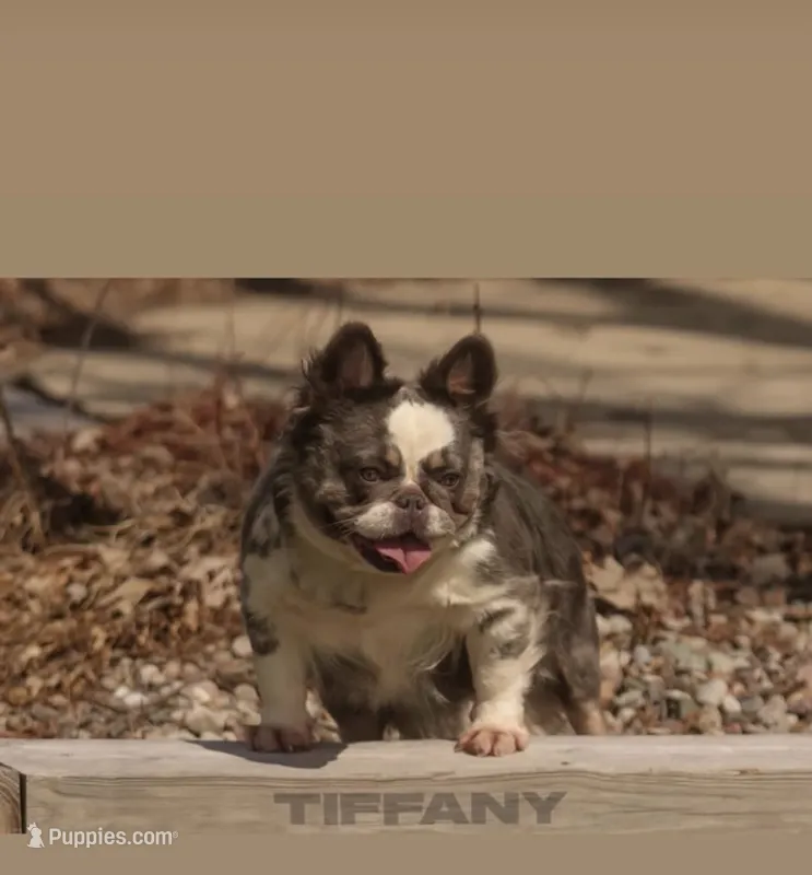Tiffany  – French Bulldog puppy for sale in Kokomo, IN