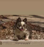 Tiffany , a female French Bulldog for sale in Kokomo, IN – 1 of 1