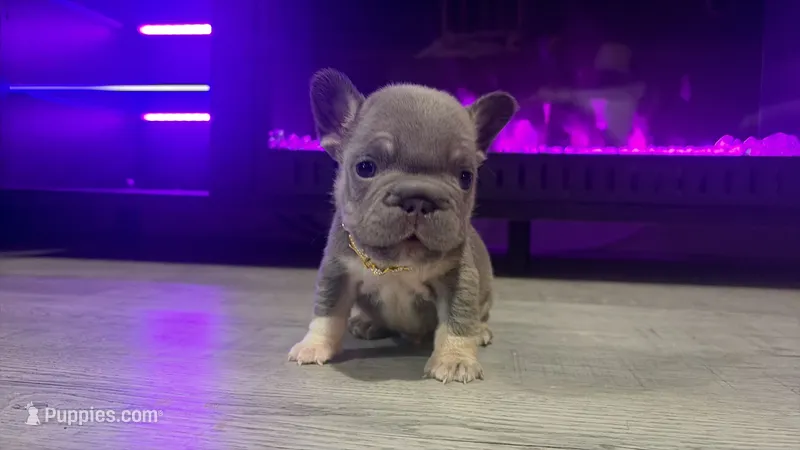 Sock  – French Bulldog puppy for sale in Kokomo, IN