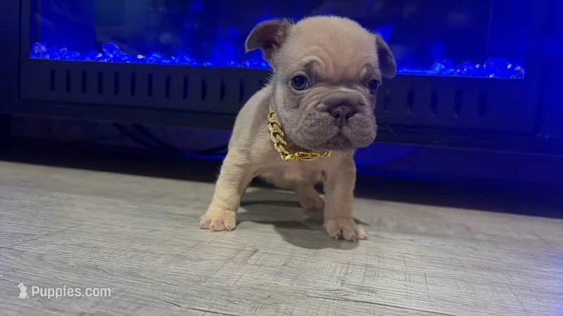 Kash  – French Bulldog puppy for sale in Kokomo, IN