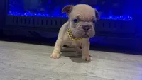 Kash , a male French Bulldog for sale in Kokomo, IN – 1 of 2