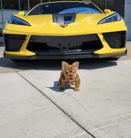 Rojo boy , a male French Bulldog for sale in Kokomo, IN – 3 of 4