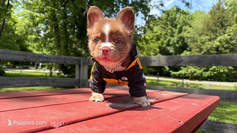 Bear  – French Bulldog puppy for sale in Kokomo, IN