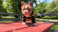 Bear , a male French Bulldog for sale in Kokomo, IN – 1 of 1