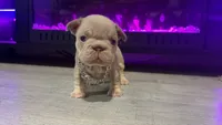 Grace , a female French Bulldog for sale in Kokomo, IN – 1 of 2
